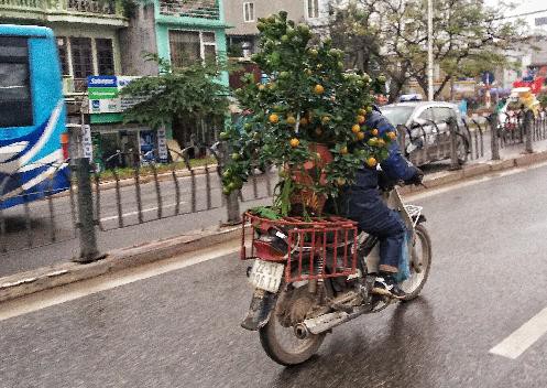 Thu nhập khủng từ dịch vụ vận chuyển cây cảnh ngày Tết