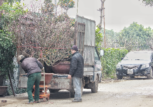 Thu nhập khủng từ dịch vụ vận chuyển cây cảnh ngày Tết