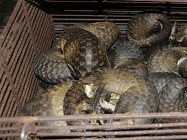 Bắt quả tang nhóm người mua bán gần 700 kg tê tê