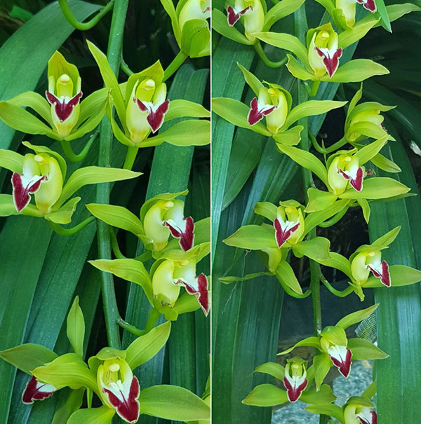 Khu vườn huyền thoại ở Lào Cai, mỗi năm chỉ thu 1 lần 20 tỷ