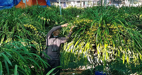 Khu vườn huyền thoại ở Lào Cai, mỗi năm chỉ thu 1 lần 20 tỷ