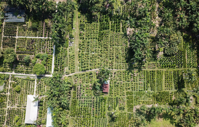 Tắc kiểng cho thuê giá 50 triệu đồng một cây ở Sài Gòn