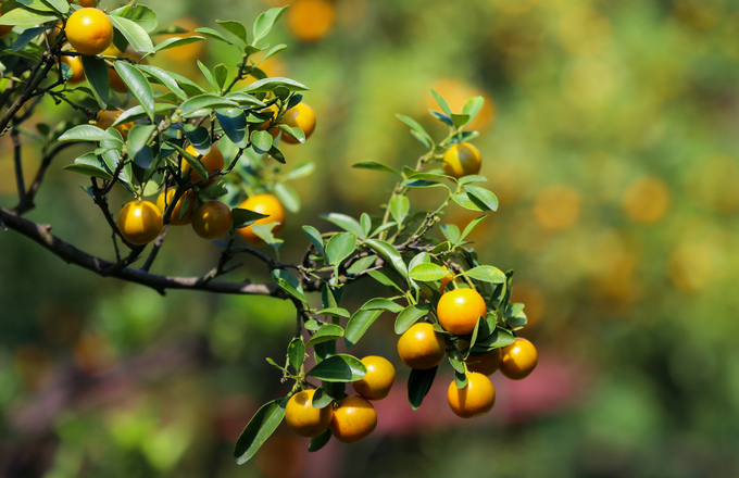 Tắc kiểng cho thuê giá 50 triệu đồng một cây ở Sài Gòn