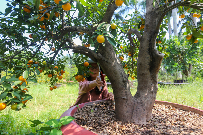 Tắc kiểng cho thuê giá 50 triệu đồng một cây ở Sài Gòn