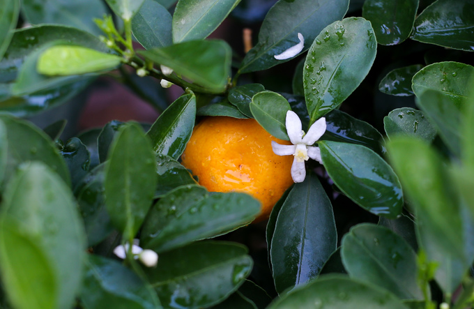 Tắc kiểng cho thuê giá 50 triệu đồng một cây ở Sài Gòn