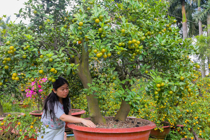 Tắc kiểng cho thuê giá 50 triệu đồng một cây ở Sài Gòn
