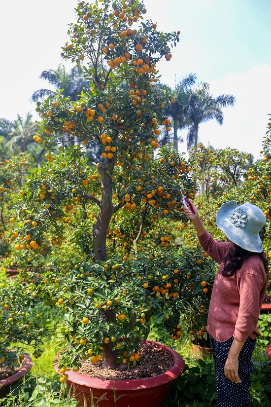 Tắc kiểng cho thuê giá 50 triệu đồng một cây ở Sài Gòn