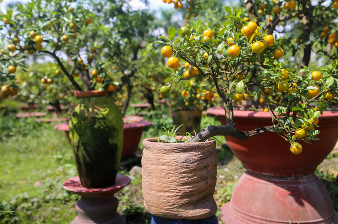 Tắc kiểng cho thuê giá 50 triệu đồng một cây ở Sài Gòn