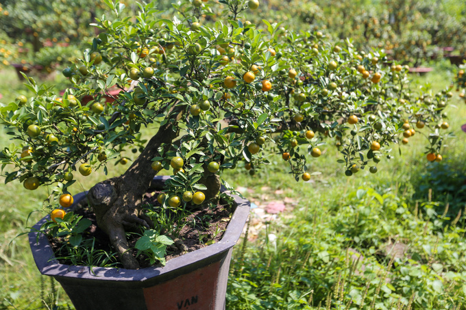 Tắc kiểng cho thuê giá 50 triệu đồng một cây ở Sài Gòn