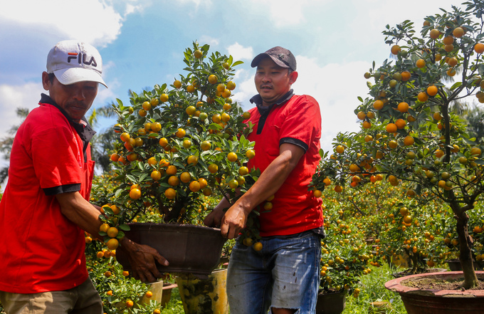 Tắc kiểng cho thuê giá 50 triệu đồng một cây ở Sài Gòn
