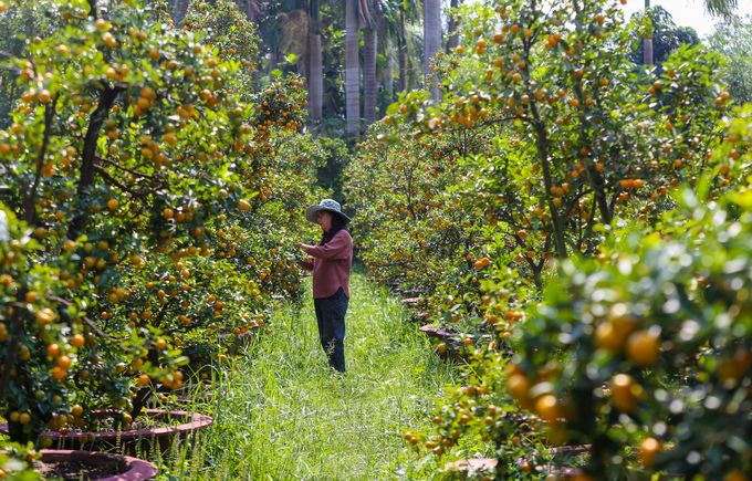 Tắc kiểng cho thuê giá 50 triệu đồng một cây ở Sài Gòn