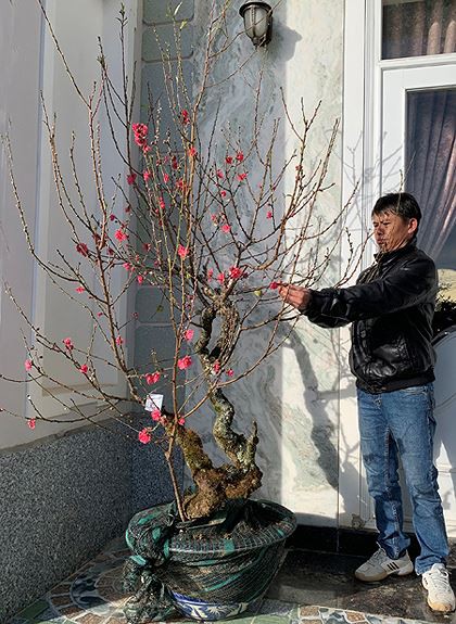Đào má hồng Đà Lạt được thuê chưng Tết giá 30 triệu đồng