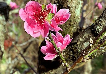 Đào má hồng Đà Lạt được thuê chưng Tết giá 30 triệu đồng