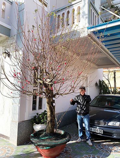 Đào má hồng Đà Lạt được thuê chưng Tết giá 30 triệu đồng
