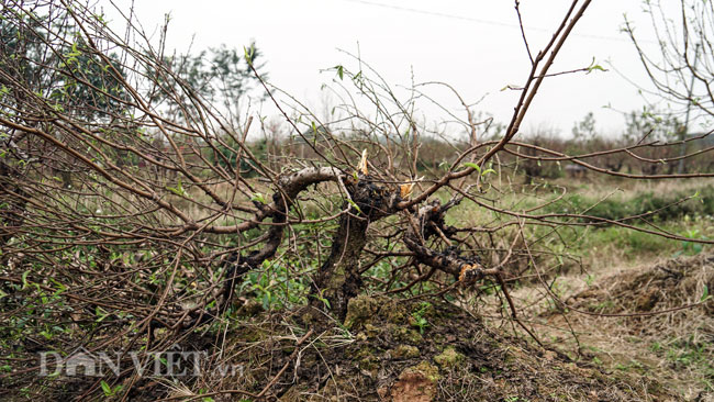 Ảnh: Hàng trăm gốc đào trị giá hơn nửa tỷ bị phá hoại trong đêm
