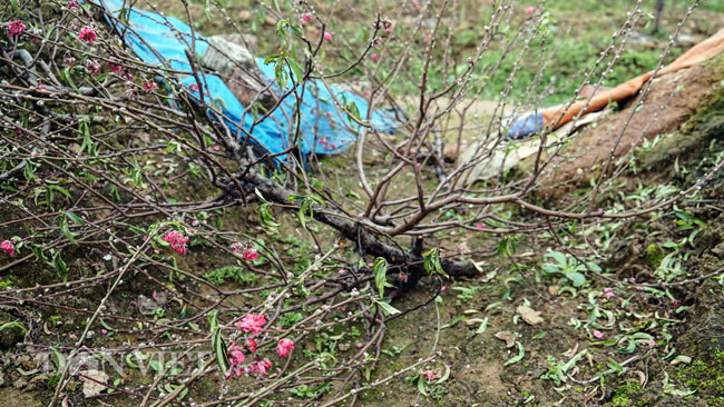 Ảnh: Hàng trăm gốc đào trị giá hơn nửa tỷ bị phá hoại trong đêm