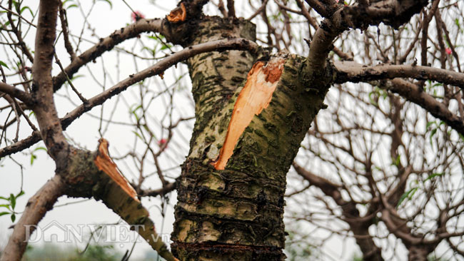 Ảnh: Hàng trăm gốc đào trị giá hơn nửa tỷ bị phá hoại trong đêm