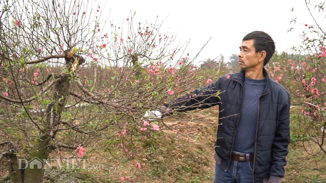 Ảnh: Hàng trăm gốc đào trị giá hơn nửa tỷ bị phá hoại trong đêm