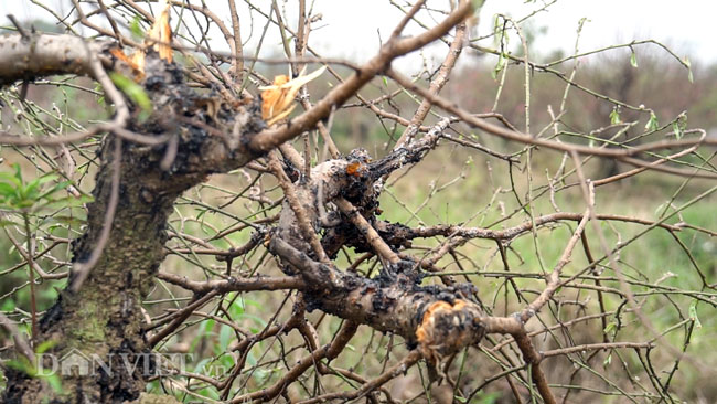 Ảnh: Hàng trăm gốc đào trị giá hơn nửa tỷ bị phá hoại trong đêm