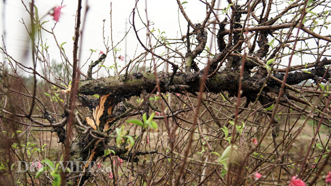 Ảnh: Hàng trăm gốc đào trị giá hơn nửa tỷ bị phá hoại trong đêm
