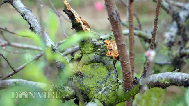 Ảnh: Hàng trăm gốc đào trị giá hơn nửa tỷ bị phá hoại trong đêm