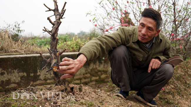 Ảnh: Hàng trăm gốc đào trị giá hơn nửa tỷ bị phá hoại trong đêm