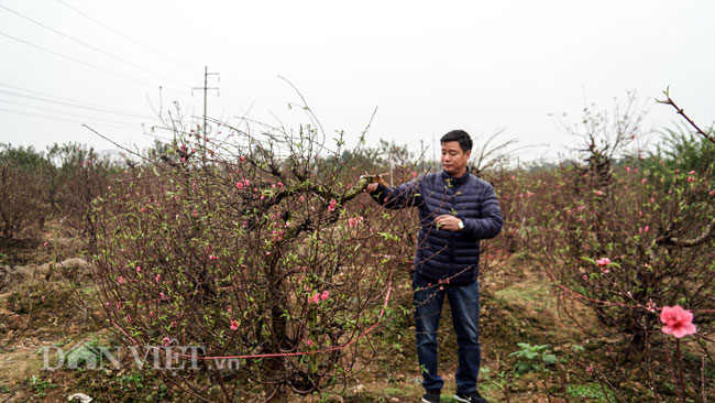 Ảnh: Hàng trăm gốc đào trị giá hơn nửa tỷ bị phá hoại trong đêm