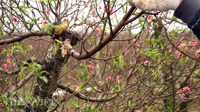 Ảnh: Hàng trăm gốc đào trị giá hơn nửa tỷ bị phá hoại trong đêm