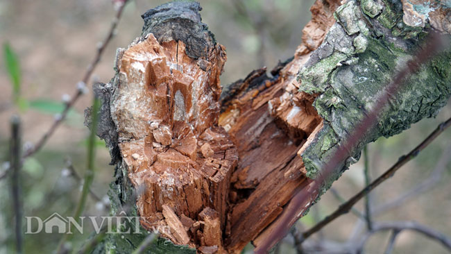 Ảnh: Hàng trăm gốc đào trị giá hơn nửa tỷ bị phá hoại trong đêm