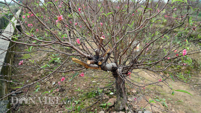 Ảnh: Hàng trăm gốc đào trị giá hơn nửa tỷ bị phá hoại trong đêm