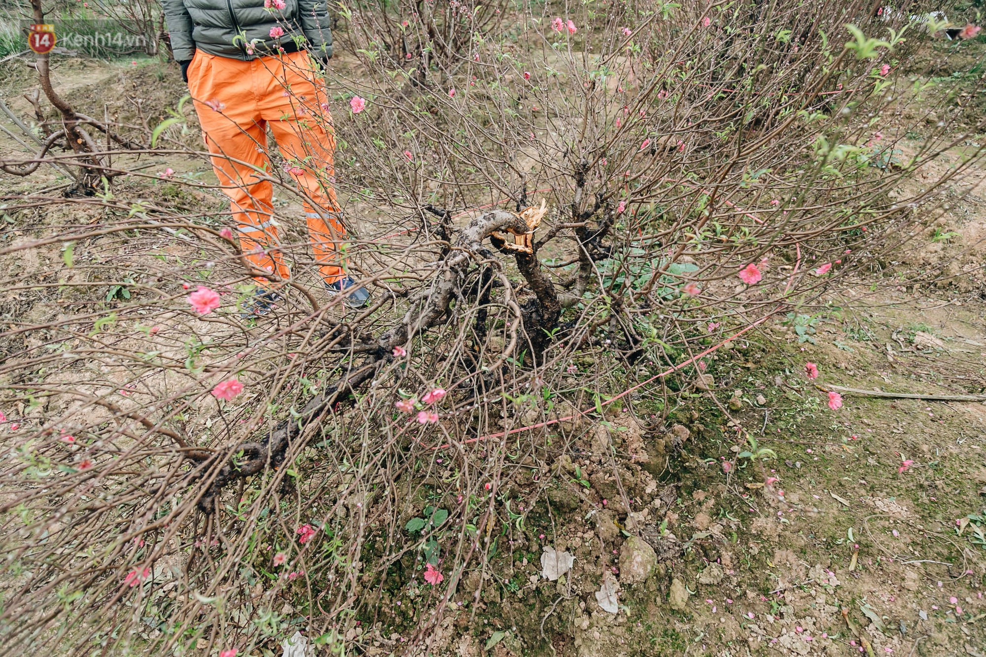 Gần 200 gốc đào của người dân Bắc Ninh bị chặt phá trong đêm: Tết năm nay còn chả có bánh chưng mà ăn
