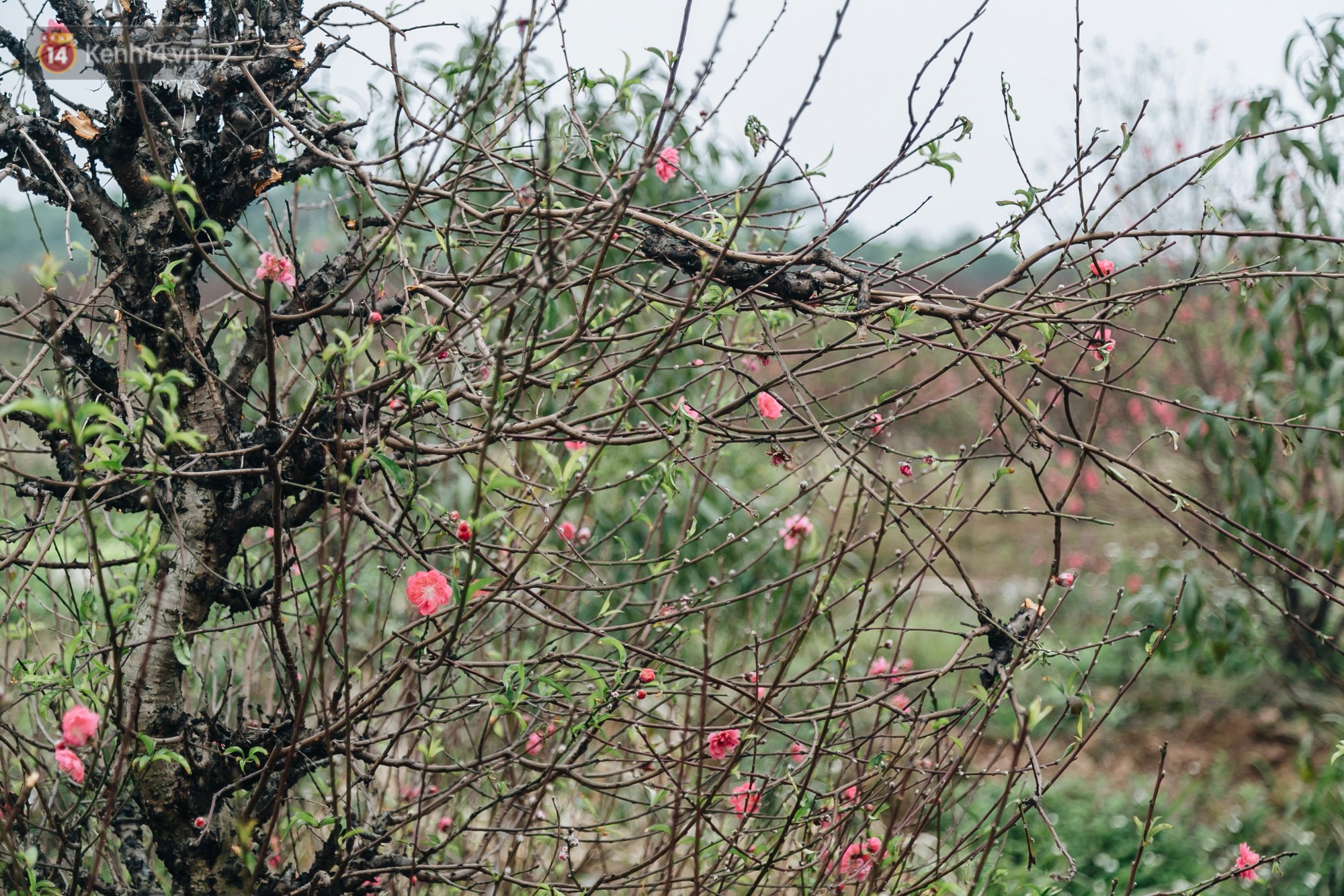 Gần 200 gốc đào của người dân Bắc Ninh bị chặt phá trong đêm: Tết năm nay còn chả có bánh chưng mà ăn