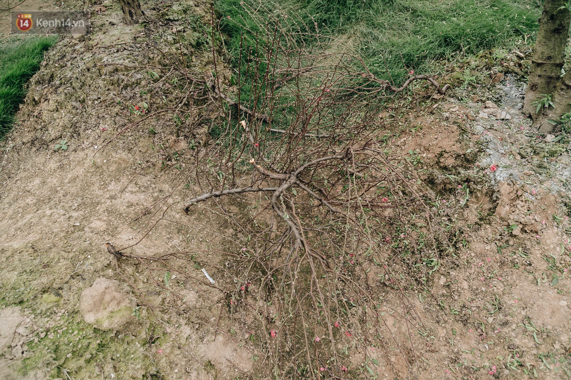 Gần 200 gốc đào của người dân Bắc Ninh bị chặt phá trong đêm: Tết năm nay còn chả có bánh chưng mà ăn