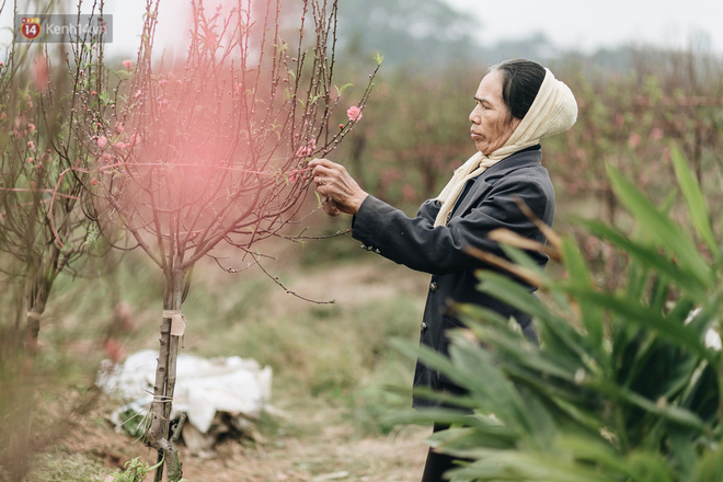 Gần 200 gốc đào của người dân Bắc Ninh bị chặt phá trong đêm: Tết năm nay còn chả có bánh chưng mà ăn
