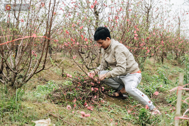 Gần 200 gốc đào của người dân Bắc Ninh bị chặt phá trong đêm: Tết năm nay còn chả có bánh chưng mà ăn