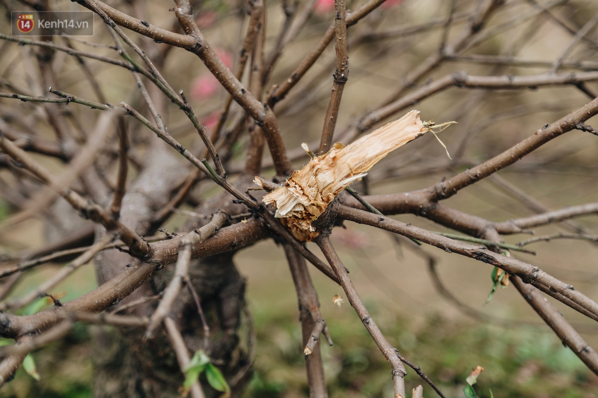 Gần 200 gốc đào của người dân Bắc Ninh bị chặt phá trong đêm: Tết năm nay còn chả có bánh chưng mà ăn