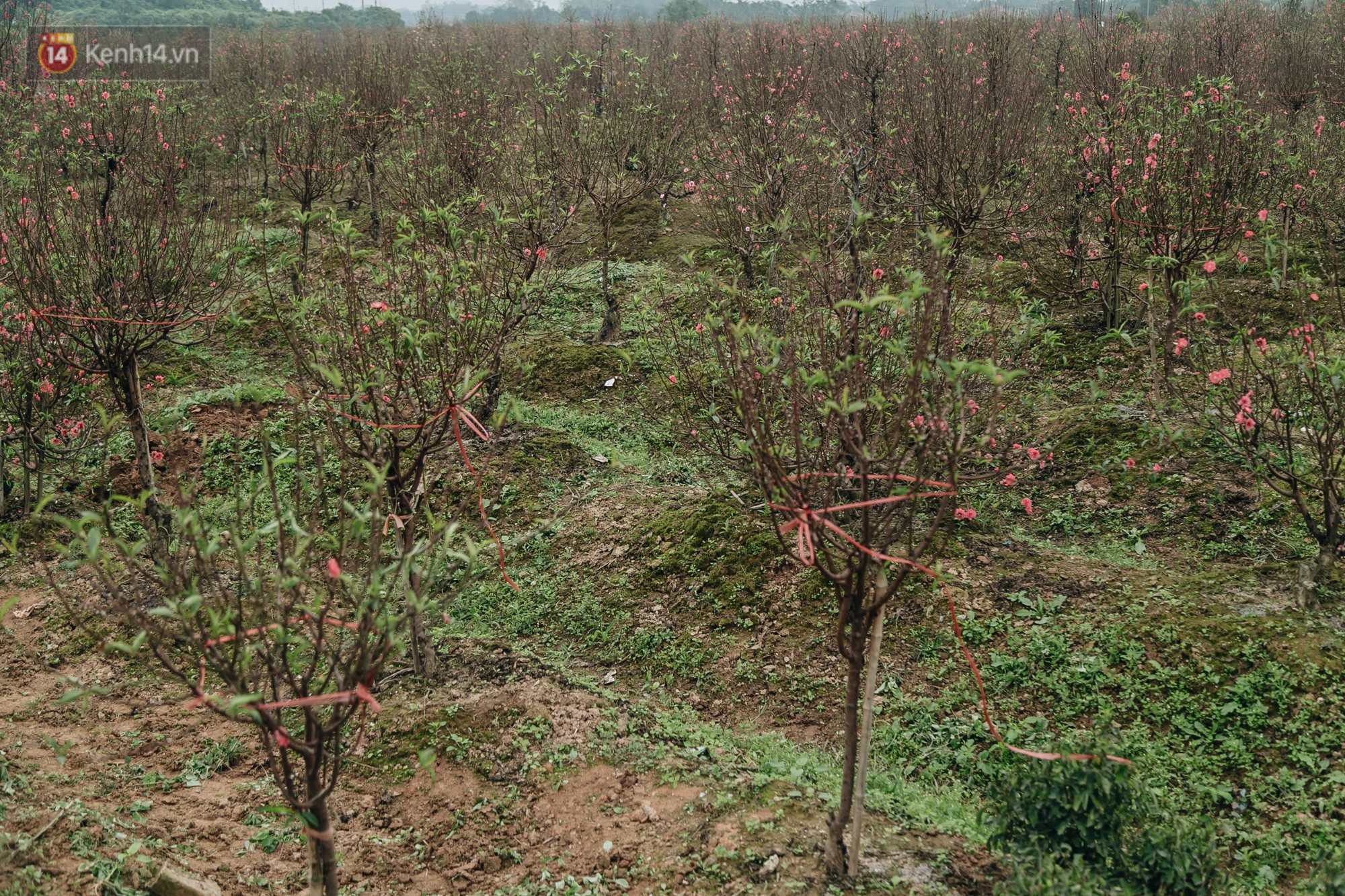 Gần 200 gốc đào của người dân Bắc Ninh bị chặt phá trong đêm: Tết năm nay còn chả có bánh chưng mà ăn