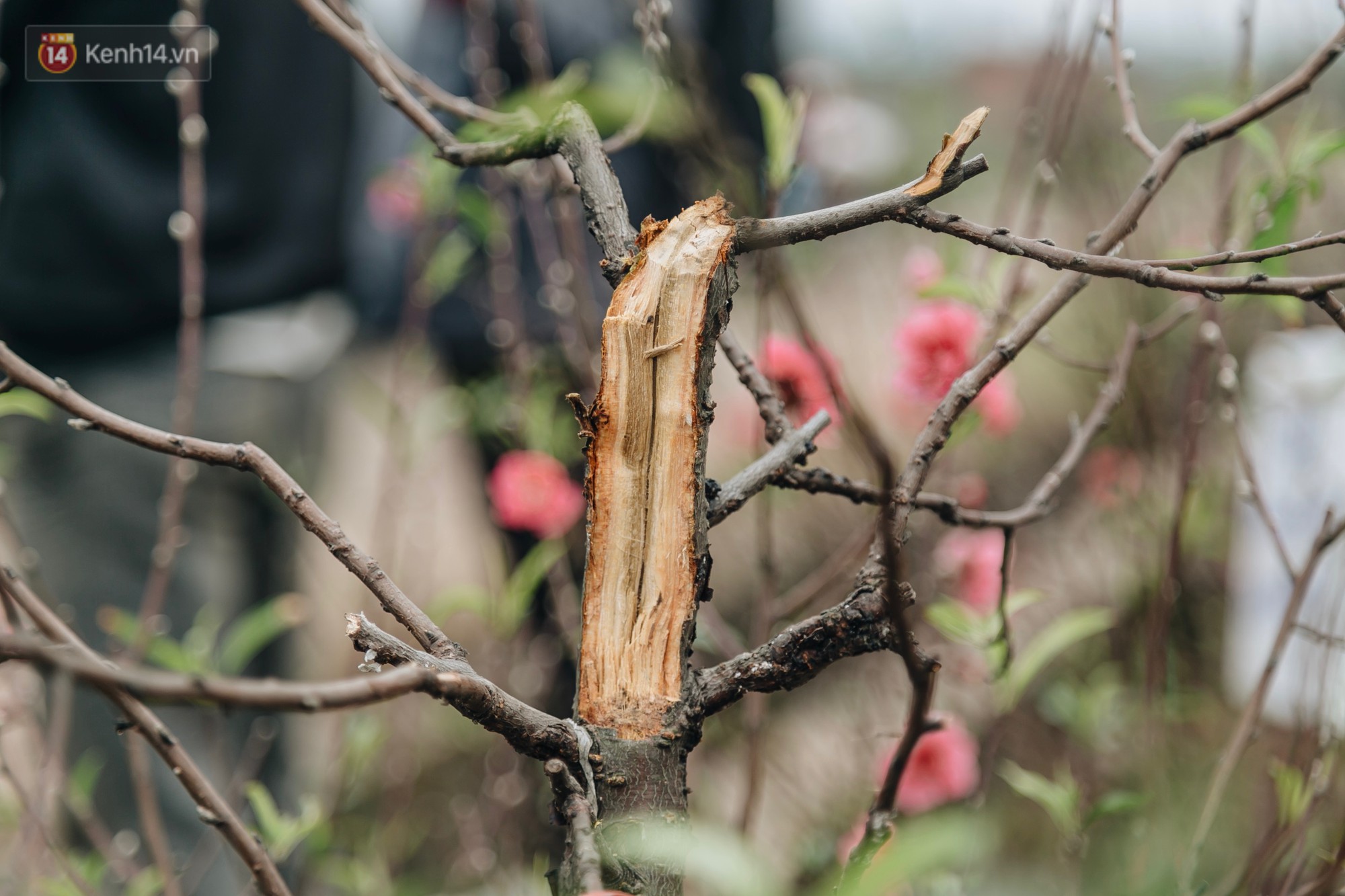 Gần 200 gốc đào của người dân Bắc Ninh bị chặt phá trong đêm: Tết năm nay còn chả có bánh chưng mà ăn