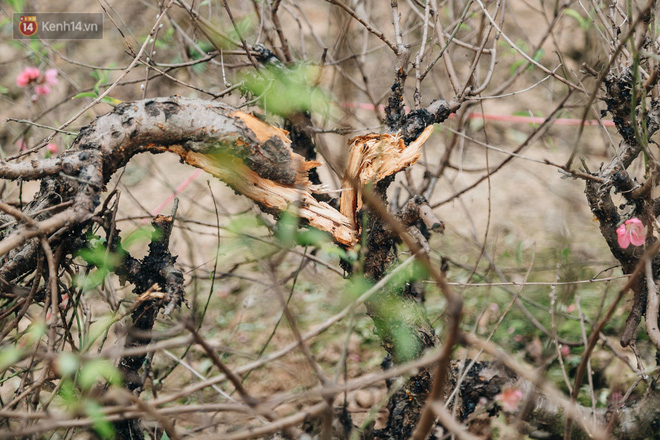 Gần 200 gốc đào của người dân Bắc Ninh bị chặt phá trong đêm: Tết năm nay còn chả có bánh chưng mà ăn