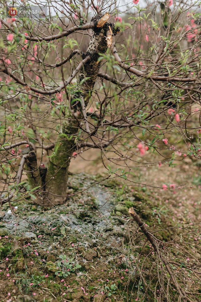 Gần 200 gốc đào của người dân Bắc Ninh bị chặt phá trong đêm: Tết năm nay còn chả có bánh chưng mà ăn