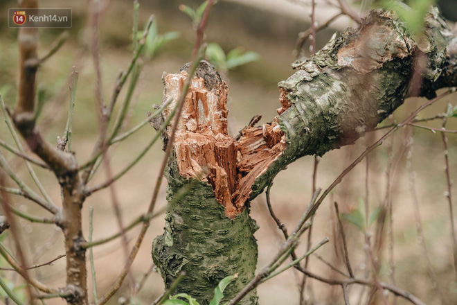 Gần 200 gốc đào của người dân Bắc Ninh bị chặt phá trong đêm: Tết năm nay còn chả có bánh chưng mà ăn