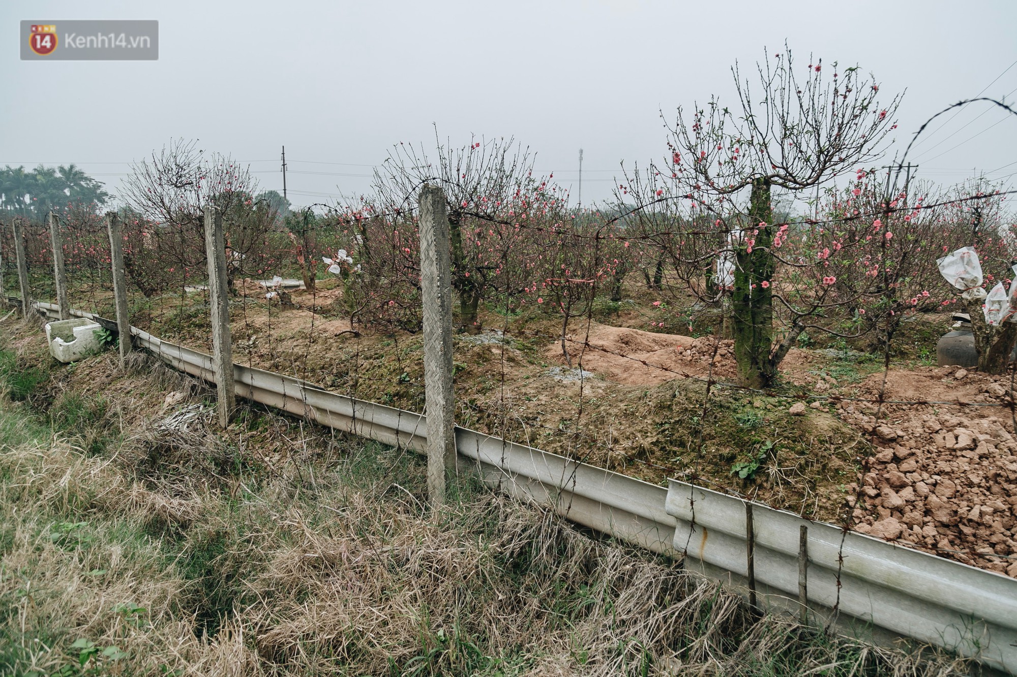 Gần 200 gốc đào của người dân Bắc Ninh bị chặt phá trong đêm: Tết năm nay còn chả có bánh chưng mà ăn