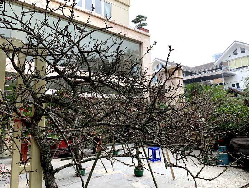Cành hoa mận rừng trắng muốt độc nhất phố hoa Tết Hà Thành