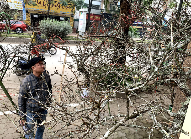 Cành hoa mận rừng trắng muốt độc nhất phố hoa Tết Hà Thành