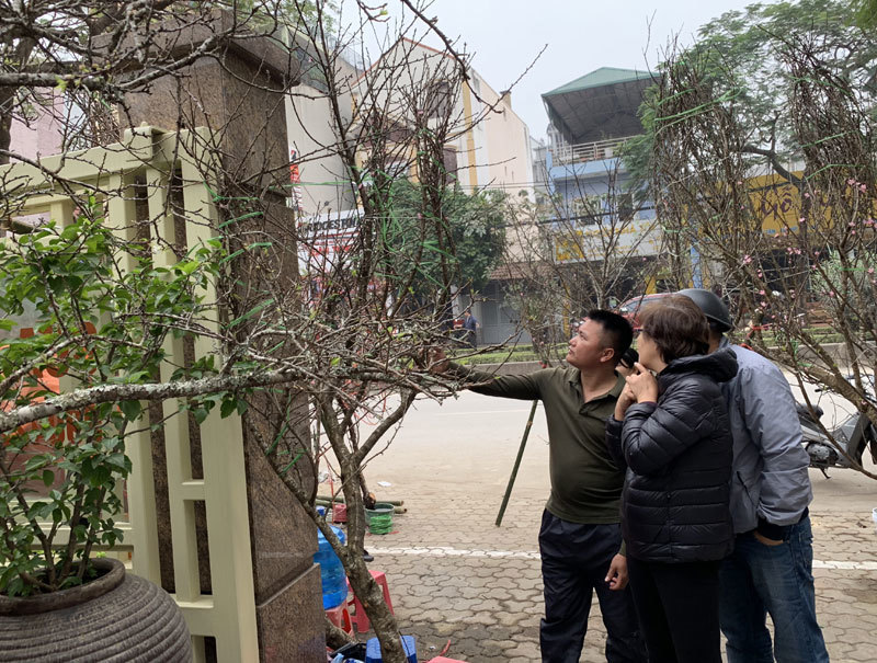 Cành hoa mận rừng trắng muốt độc nhất phố hoa Tết Hà Thành