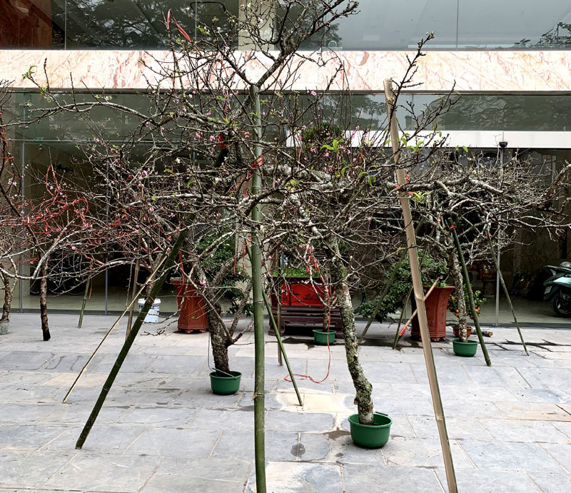 Cành hoa mận rừng trắng muốt độc nhất phố hoa Tết Hà Thành