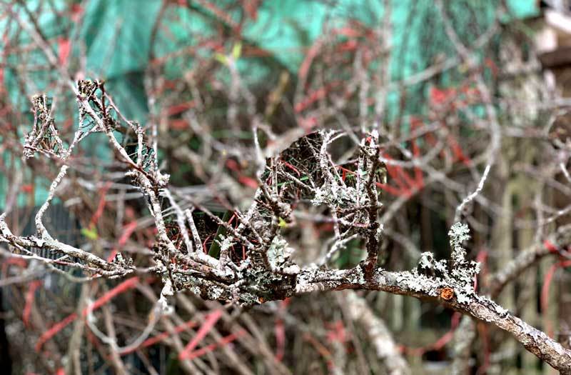 Cành hoa mận rừng trắng muốt độc nhất phố hoa Tết Hà Thành