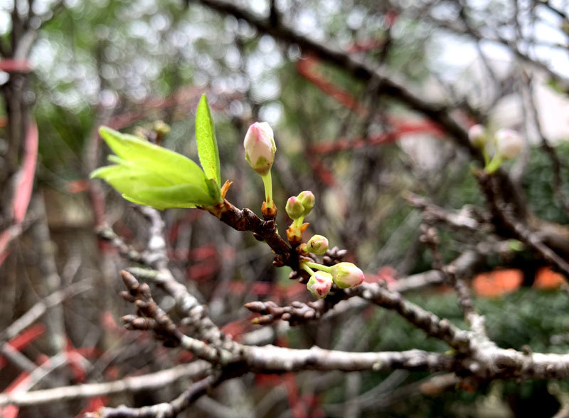 Cành hoa mận rừng trắng muốt độc nhất phố hoa Tết Hà Thành