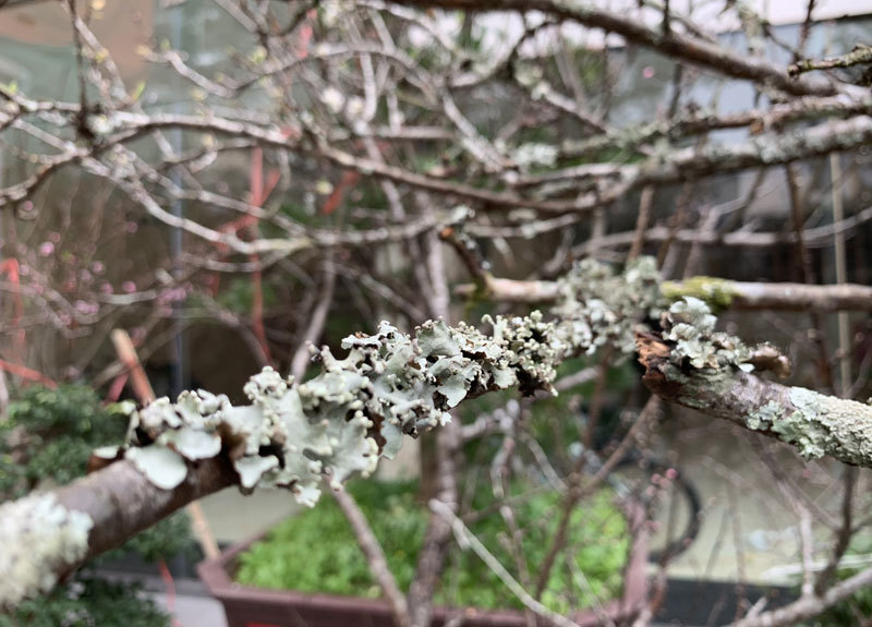 Cành hoa mận rừng trắng muốt độc nhất phố hoa Tết Hà Thành