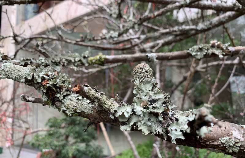 Cành hoa mận rừng trắng muốt độc nhất phố hoa Tết Hà Thành